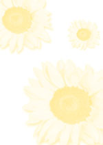 Sonnenblumen